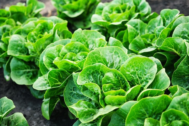 Organic green lettuce with juicy crisp leaves