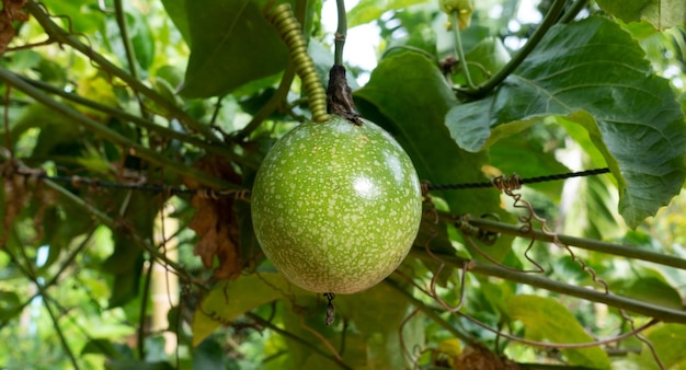 Organic Green passion fruits on the vine