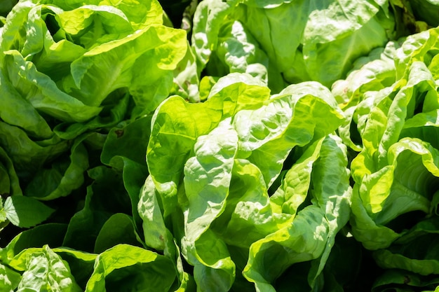 Organic green vegetables at farm under sunny day