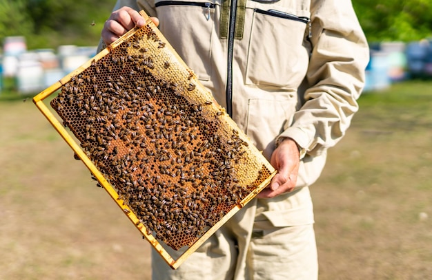 Organic honey apiary equipment Wooden beehive frame holding in hands