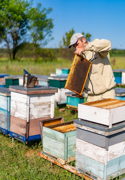 Organic honey making in apiary Professional beekeeper with wooden frame working