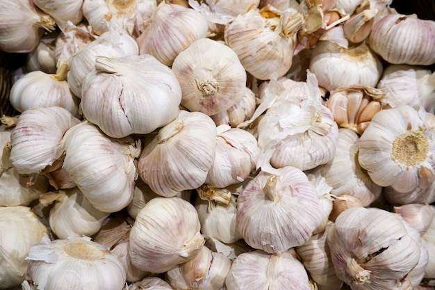 Organic huge garlic agriculture harvest.