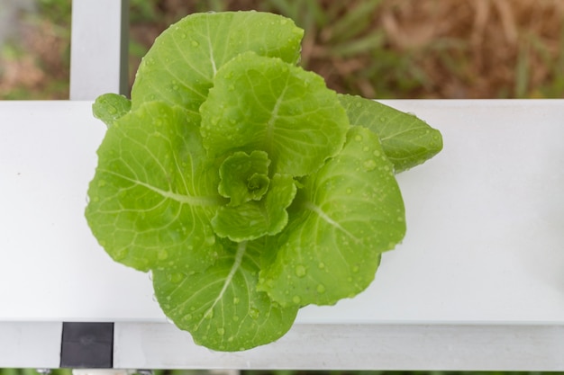 Organic hydroponic Butter head 