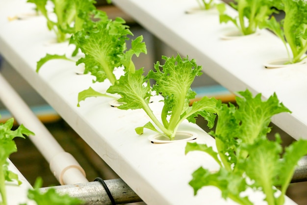 Photo organic hydroponic vegetable farm growing in greenhouse