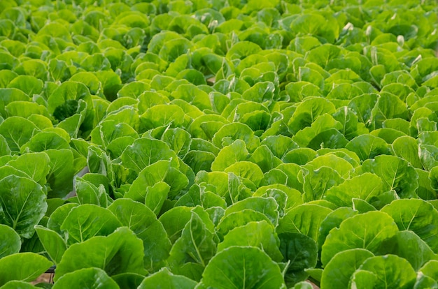 Organic hydroponic vegetable farm