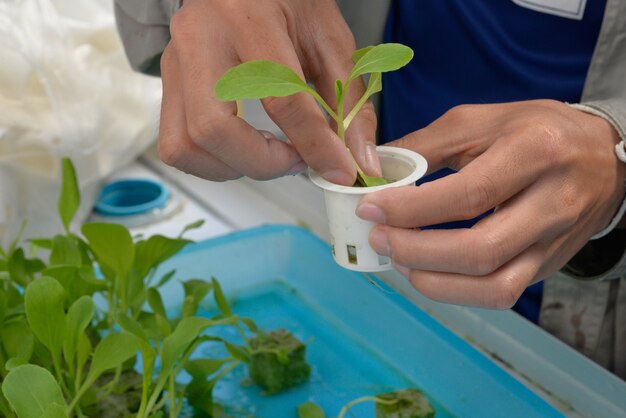 Organic hydroponic vegetable on hand. start planting nursery business.