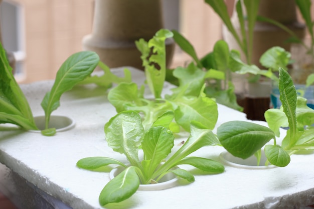 Organic hydroponic vegetable 