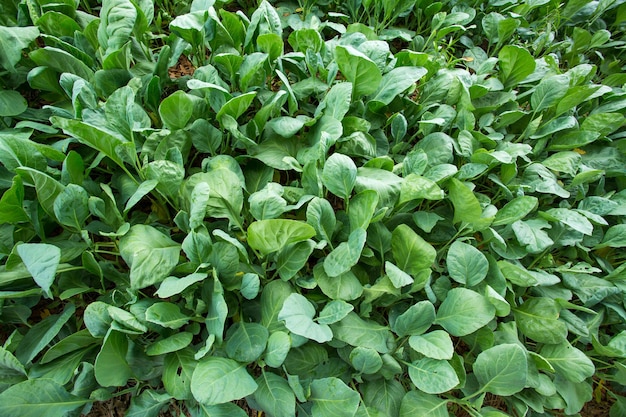 Organic lettuce plant growing in vegetable garden soil cultivation Agricultural industry