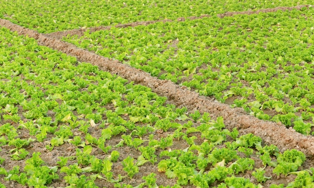 Organic lettuce production in farmland