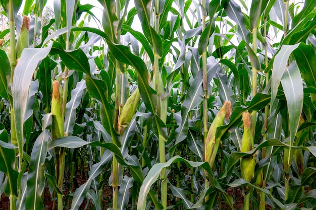 Organic maize field or corn field