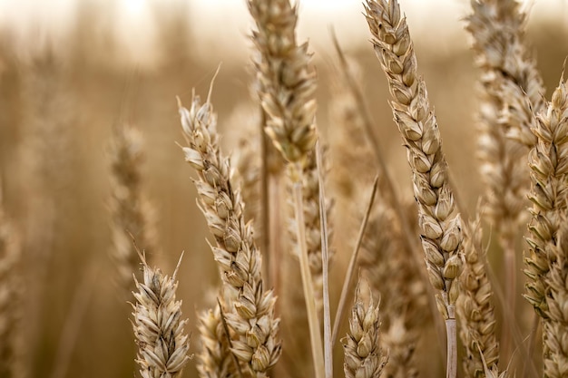 Organic Mature Barley Spikes in the Field