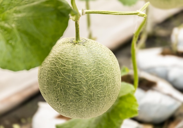 Organic melon from the farm