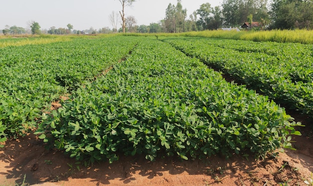 Organic peanuts farm with solar cell Agricultural field on which grow up peanuts