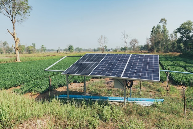 Organic peanuts farm with solar cell Agricultural field on which grow up peanuts