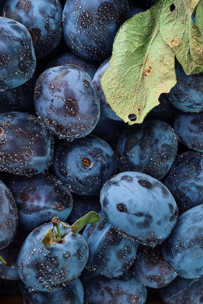 Organic plums with several leaves in water drops vertical frame top view Photo of food ripe fruit plum harvesting prunes in autumn ecoproducts Selective focus shallow depth of field