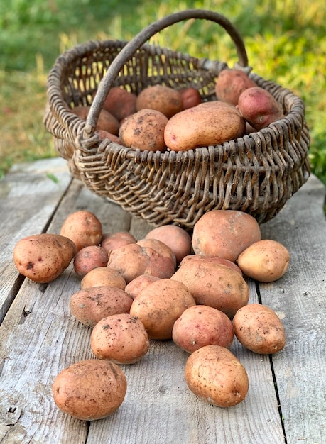 organic potatoes in a basket