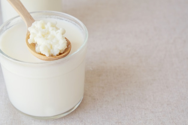 Organic probiotic milk kefir grains, Tibetan mushrooms on wooden spoon over kefir milk in a glass 