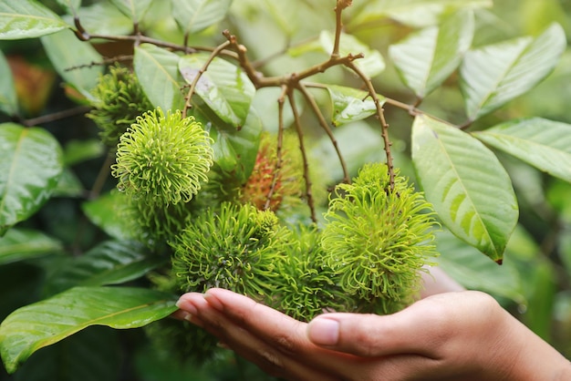 Organic rambutan from fresh juicy food of local fruit farm in tropical season