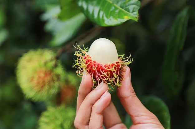 Organic rambutan from fresh juicy food of local fruit farm in tropical season