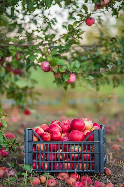 Organic red apples in a basket under a tree in the garden against a blurred background