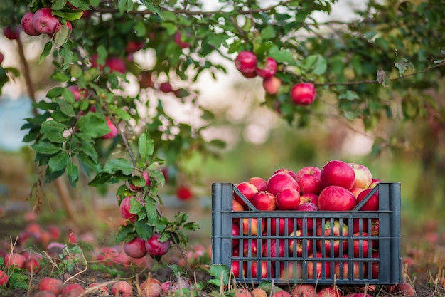 Organic red apples in a basket, under a tree in the garden