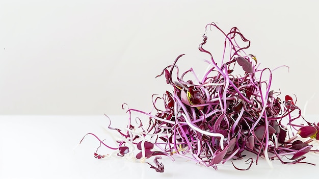 Organic red cabbage sprouts on white background