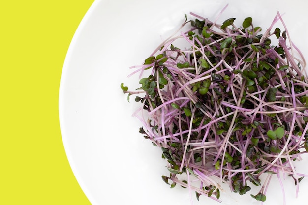 Organic red cabbage sprouts on white background