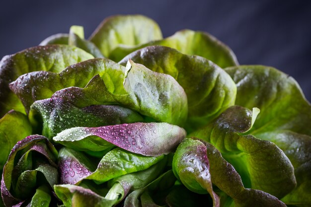 Organic Red Oakleaf lettuce