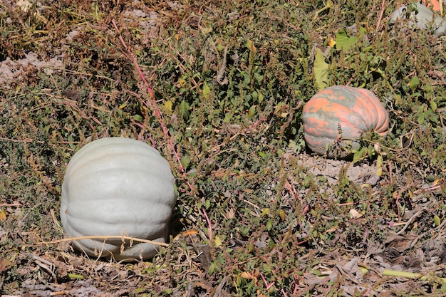 Organic ripe pumpkins at harvest time