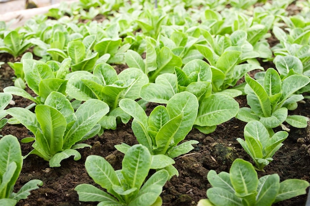 Organic salad vegetables are non-toxic on an outdoor farm. Healthy eating ideas