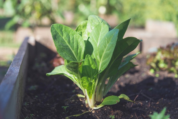 Organic spinach plant