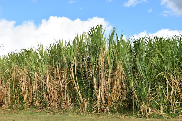 Organic sugar cane grove on the Hawaiian Island of Maui, Hawaii