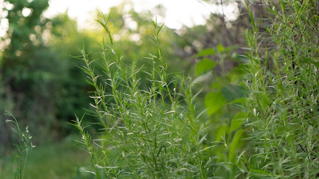 Organic tarragon bush grows in garden