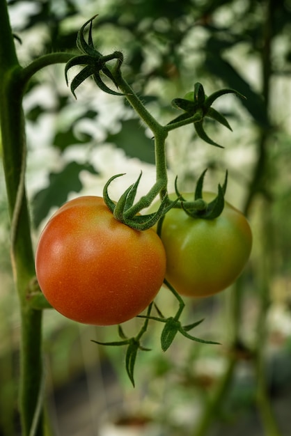 Organic tomatoes in garden ready to harvest. 