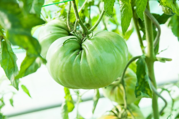 Organic tomatoes in a greenhouse