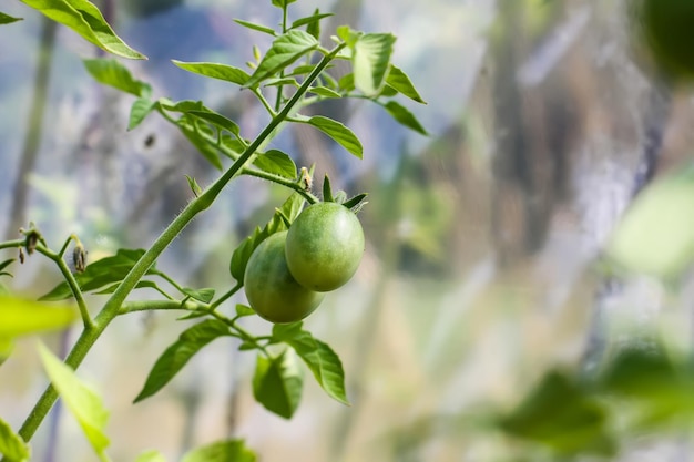 Organic tomatoes grown in a greenhouse