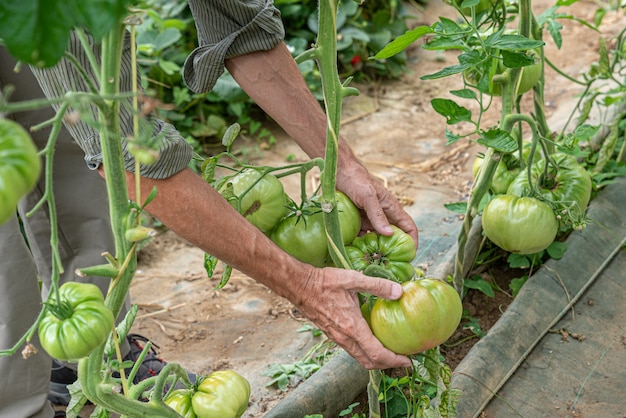 Organic tomatoes harvesting in the garden