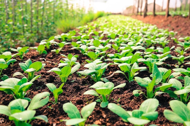 Organic vegetable garden