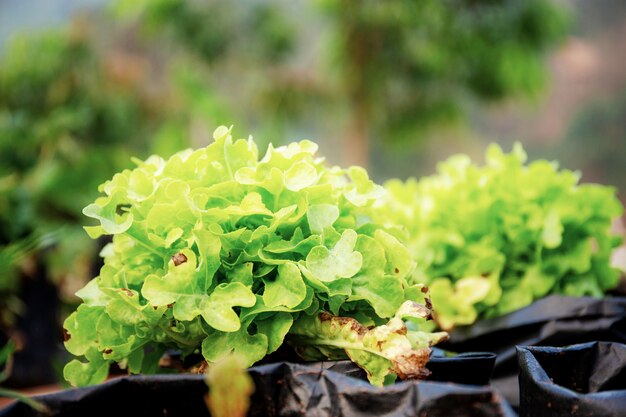 Organic vegetable on potted.