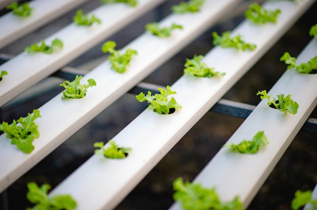 Photo organic vegetable salad garden