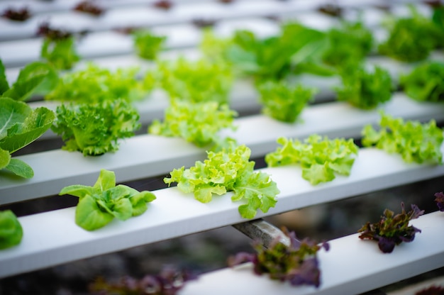 Organic vegetable salad garden