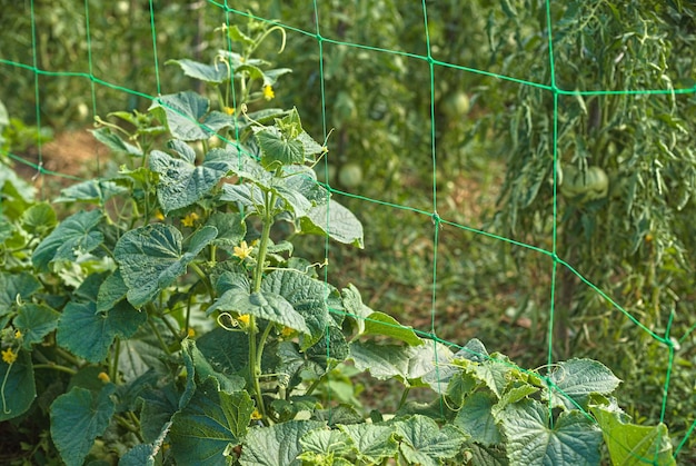 Organic vegetables close up of green cucumber on the farm