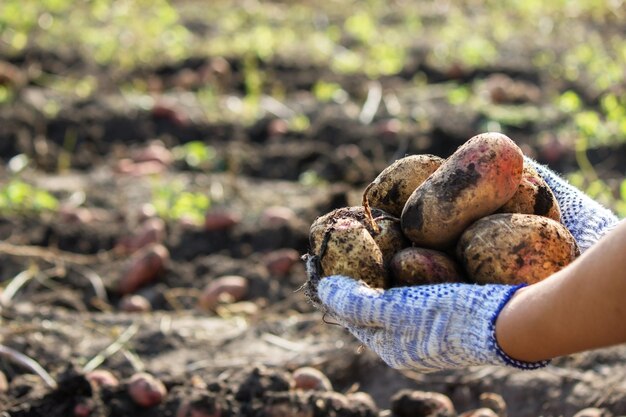 Organic vegetables. Farmers hands with freshly harvested vegetables. Fresh bio potatoes