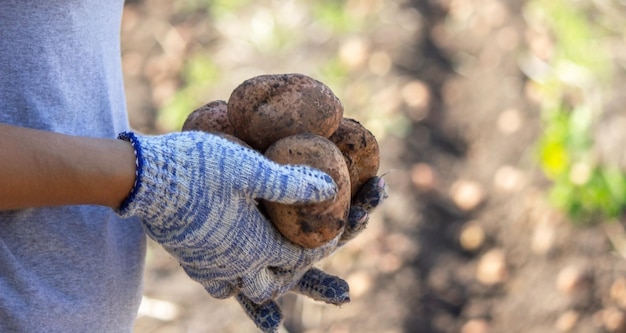 Organic vegetables. Farmers hands with freshly picked vegetables. Fresh bio potatoes.