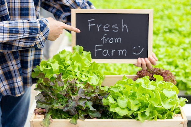 Organic vegetables fresh from farm