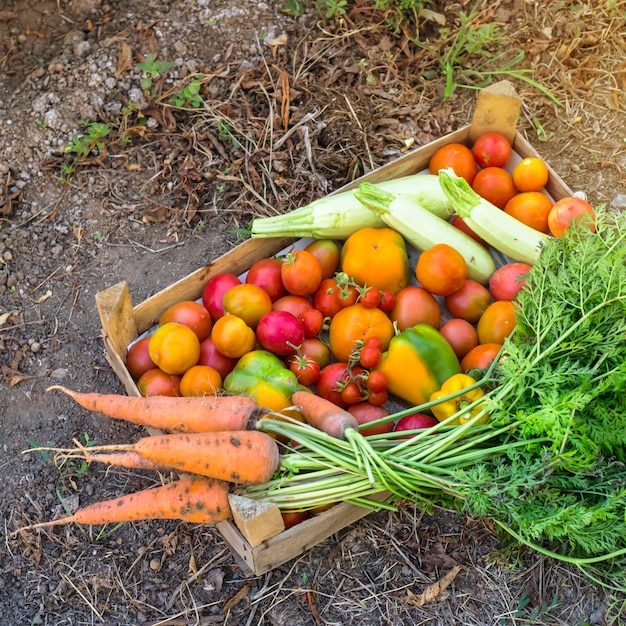 Organic vegetables from the home garden 