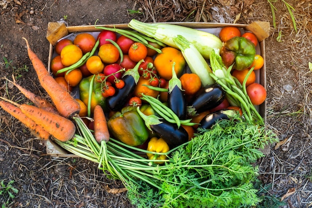 Organic vegetables from the home garden 