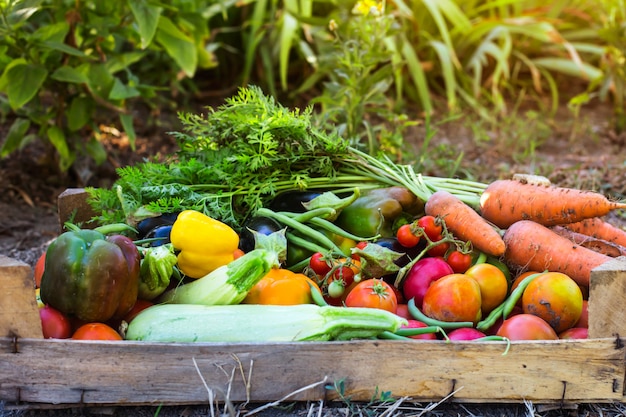 Organic vegetables from the home garden 