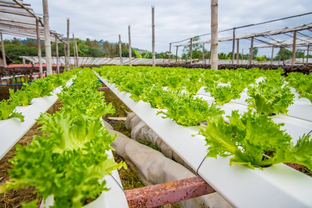 Organic vegetables 