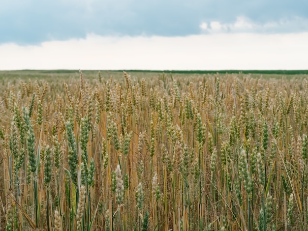 Organic wheat spikelets with grains inside. Concept of the rich harvest. Green and yellow ears of wheat on rural field. Agricultural wheat grainy texture. Cereal cultivated agricultural field.